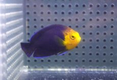 画像1: 【海水魚・ヤッコ】【通販】人工飼料OK♪チェルブピグミーエンゼル（Lサイズ）(個体販売）（±5.5-6cm） No.2（生体）(海水魚) (1)