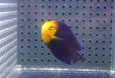 画像2: 【海水魚・ヤッコ】【通販】人工飼料OK♪チェルブピグミーエンゼル（Lサイズ）(個体販売）（±5.5-6cm） No.2（生体）(海水魚) (2)