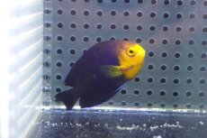 画像1: 【海水魚・ヤッコ】【通販】人工飼料OK♪チェルブピグミーエンゼル（Lサイズ）(個体販売）（±5.5-6cm） No.3（生体）(海水魚) (1)