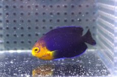 画像2: 【海水魚・ヤッコ】【通販】人工飼料OK♪チェルブピグミーエンゼル（Lサイズ）(個体販売）（±5.5-6cm） No.3（生体）(海水魚) (2)