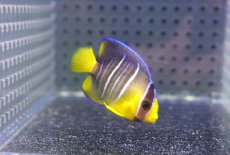 画像1: 【海水魚・ヤッコ】【通販】人工飼料OK♪ブルーエンゼル（Sサイズ）(個体販売）（±4.5cm） （生体）(海水魚) (1)