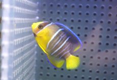 画像2: 【海水魚・ヤッコ】【通販】人工飼料OK♪ブルーエンゼル（Sサイズ）(個体販売）（±4.5cm） （生体）(海水魚) (2)
