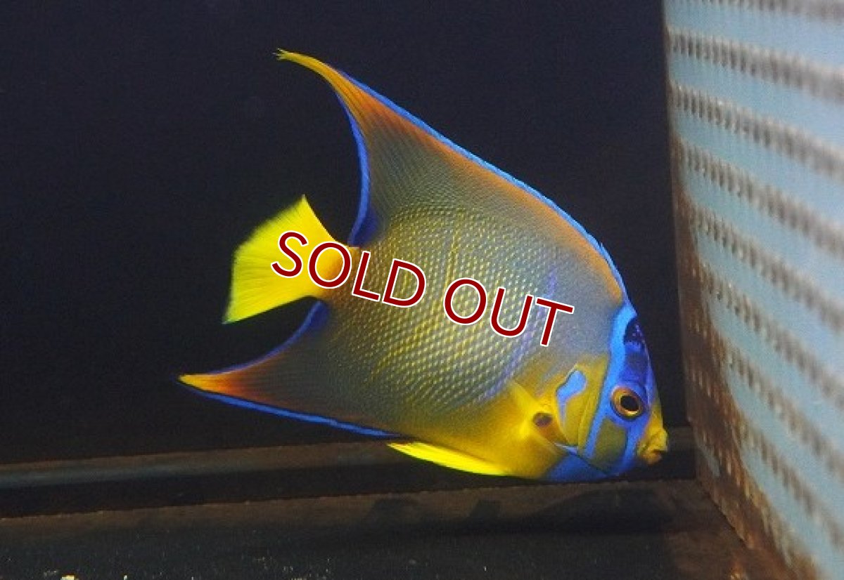 画像1: 【海水魚・ヤッコ】【通販】人工飼料OK♪カリブクイーンエンゼル（Mサイズ）(個体販売）（±10-11cm） （生体）(海水魚) (1)