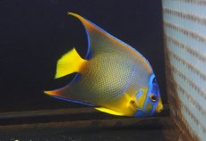 画像1: 【海水魚・ヤッコ】【通販】人工飼料OK♪カリブクイーンエンゼル（Mサイズ）(個体販売）（±10-11cm） （生体）(海水魚) (1)