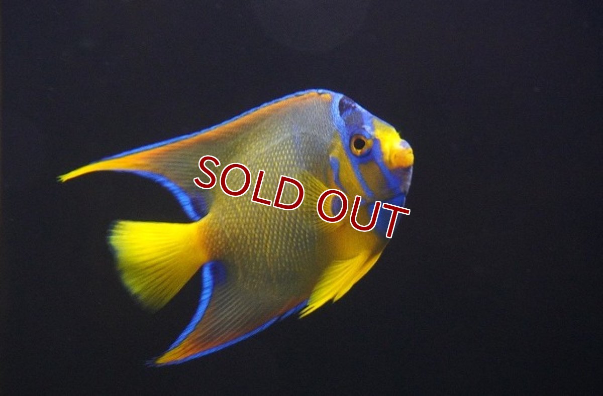 画像2: 【海水魚・ヤッコ】【通販】人工飼料OK♪カリブクイーンエンゼル（Mサイズ）(個体販売）（±10-11cm） （生体）(海水魚) (2)