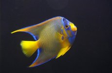 画像2: 【海水魚・ヤッコ】【通販】人工飼料OK♪カリブクイーンエンゼル（Mサイズ）(個体販売）（±10-11cm） （生体）(海水魚) (2)