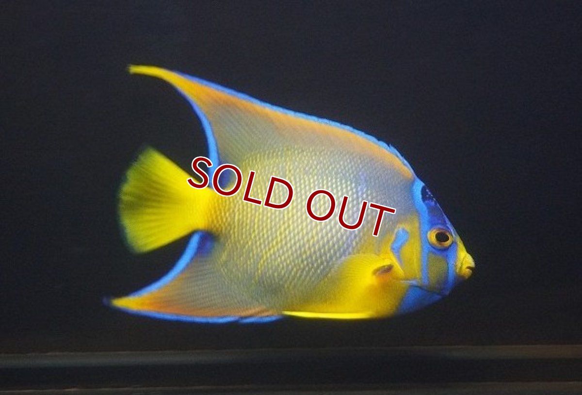 画像3: 【海水魚・ヤッコ】【通販】人工飼料OK♪カリブクイーンエンゼル（Mサイズ）(個体販売）（±10-11cm） （生体）(海水魚) (3)