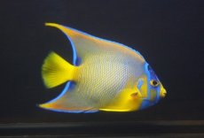 画像3: 【海水魚・ヤッコ】【通販】人工飼料OK♪カリブクイーンエンゼル（Mサイズ）(個体販売）（±10-11cm） （生体）(海水魚) (3)