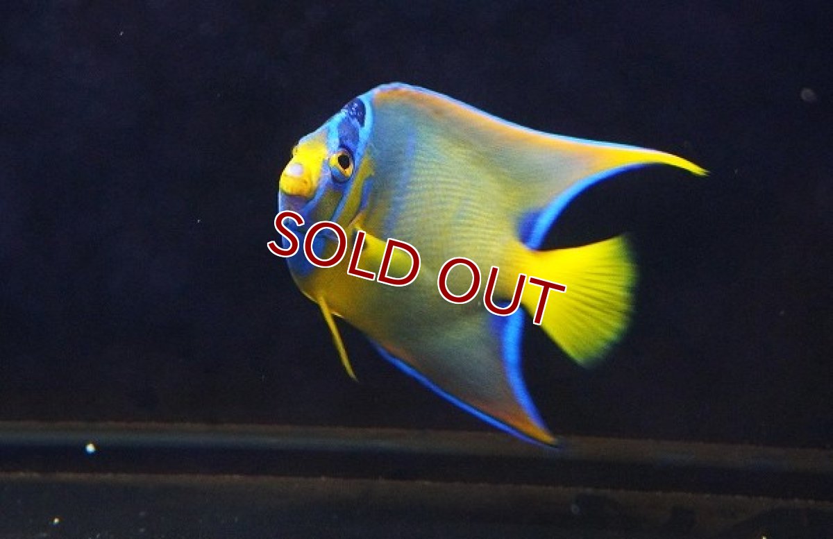 画像4: 【海水魚・ヤッコ】【通販】人工飼料OK♪カリブクイーンエンゼル（Mサイズ）(個体販売）（±10-11cm） （生体）(海水魚) (4)