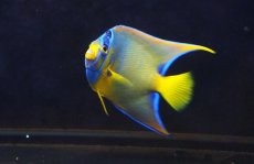 画像4: 【海水魚・ヤッコ】【通販】人工飼料OK♪カリブクイーンエンゼル（Mサイズ）(個体販売）（±10-11cm） （生体）(海水魚) (4)