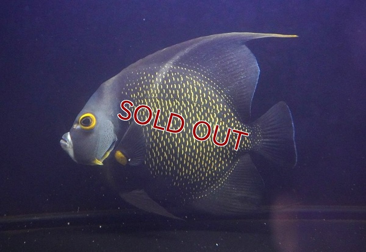 画像1: 【海水魚・ヤッコ】【通販】【クリアランス特価】人工飼料OK♪フレンチエンゼル（XLサイズ）(個体販売）（±18-19cm） No.1（生体）(海水魚) (1)