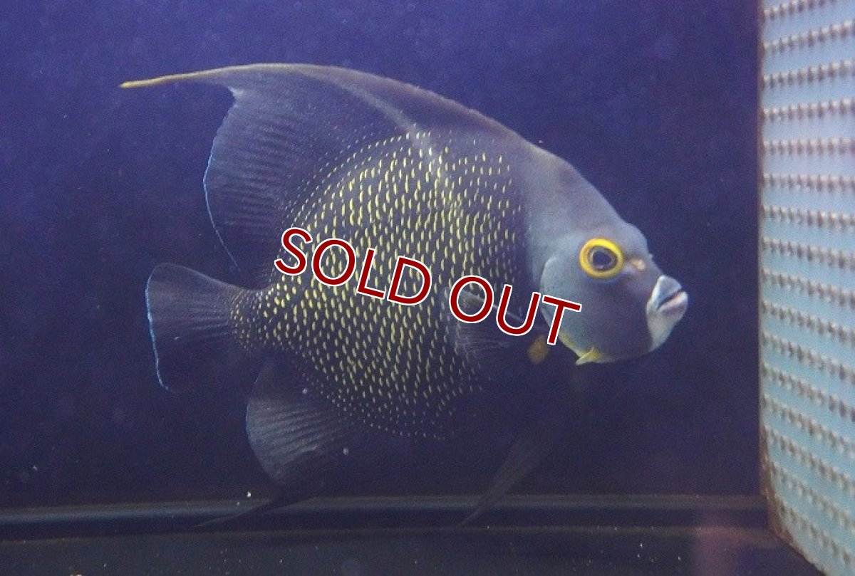 画像2: 【海水魚・ヤッコ】【通販】【クリアランス特価】人工飼料OK♪フレンチエンゼル（XLサイズ）(個体販売）（±18-19cm） No.1（生体）(海水魚) (2)