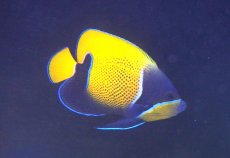 画像1: 【ウィンターセール 10％OFF対象商品】【海水魚・ヤッコ】【通販】人工飼料OK♪イナズマヤッコ（MLサイズ）(個体販売）（±14-15cm） No.8（生体）(海水魚) (1)