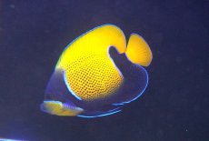 画像2: 【ウィンターセール 10％OFF対象商品】【海水魚・ヤッコ】【通販】人工飼料OK♪イナズマヤッコ（MLサイズ）(個体販売）（±14-15cm） No.8（生体）(海水魚) (2)