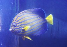 画像1: 【ウィンターセール 10％OFF対象商品】【海水魚・ヤッコ】【通販】状態良好♪キンチャクダイ（国産ハンドコート）(個体販売）（±14-15cm） （生体）(海水魚) (1)