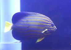 画像2: 【ウィンターセール 10％OFF対象商品】【海水魚・ヤッコ】【通販】状態良好♪キンチャクダイ（国産ハンドコート）(個体販売）（±14-15cm） （生体）(海水魚) (2)