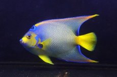 画像1: 【ウィンターセール 10％OFF対象商品】 【海水魚・ヤッコ】【通販】人工飼料OK♪カリブクイーンエンゼル（XLサイズ(個体販売）（±22-23cm） （生体）(海水魚) (1)