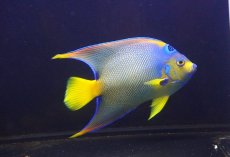 画像2: 【ウィンターセール 10％OFF対象商品】 【海水魚・ヤッコ】【通販】人工飼料OK♪カリブクイーンエンゼル（XLサイズ(個体販売）（±22-23cm） （生体）(海水魚) (2)