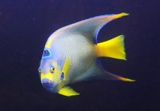 画像3: 【ウィンターセール 10％OFF対象商品】 【海水魚・ヤッコ】【通販】人工飼料OK♪カリブクイーンエンゼル（XLサイズ(個体販売）（±22-23cm） （生体）(海水魚) (3)