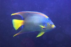 画像4: 【ウィンターセール 10％OFF対象商品】 【海水魚・ヤッコ】【通販】人工飼料OK♪カリブクイーンエンゼル（XLサイズ(個体販売）（±22-23cm） （生体）(海水魚) (4)