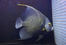 画像1: 【ウィンターセール 10％OFF対象商品】 【海水魚・ヤッコ】【通販】冷凍ブラインOK♪フレンチエンゼル（XLサイズ）(個体販売）（±20-21cm） No.2（生体）(海水魚) (1)