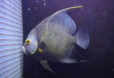 画像2: 【ウィンターセール 10％OFF対象商品】 【海水魚・ヤッコ】【通販】冷凍ブラインOK♪フレンチエンゼル（XLサイズ）(個体販売）（±20-21cm） No.2（生体）(海水魚) (2)