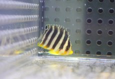 画像1: 【ウィンターセール 10％OFF対象商品】 【海水魚・ヤッコ】【通販】人工飼料OK♪【国産ブリード】シマヤッコ（Sサイズ/太バンド）(個体販売）（±3cm） （生体）(海水魚) (1)