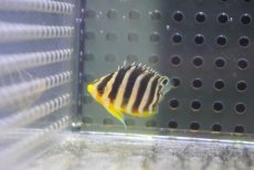 画像2: 【ウィンターセール 10％OFF対象商品】 【海水魚・ヤッコ】【通販】人工飼料OK♪【国産ブリード】シマヤッコ（Sサイズ/太バンド）(個体販売）（±3cm） （生体）(海水魚) (2)