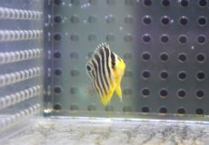 画像3: 【ウィンターセール 10％OFF対象商品】 【海水魚・ヤッコ】【通販】人工飼料OK♪【国産ブリード】シマヤッコ（Sサイズ/太バンド）(個体販売）（±3cm） （生体）(海水魚) (3)