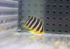 画像4: 【ウィンターセール 10％OFF対象商品】 【海水魚・ヤッコ】【通販】人工飼料OK♪【国産ブリード】シマヤッコ（Sサイズ/太バンド）(個体販売）（±3cm） （生体）(海水魚) (4)