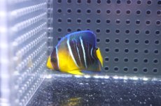 画像1: 【ウィンターセール 10％OFF対象商品】 【海水魚・ヤッコ】【通販】人工飼料OK♪ブルーエンゼル（Sサイズ）(個体販売）（±4.5cm） No.1（生体）(海水魚) (1)