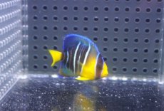 画像2: 【ウィンターセール 10％OFF対象商品】 【海水魚・ヤッコ】【通販】人工飼料OK♪ブルーエンゼル（Sサイズ）(個体販売）（±4.5cm） No.1（生体）(海水魚) (2)