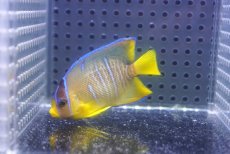 画像1: 【ウィンターセール 10％OFF対象商品】 【海水魚・ヤッコ】【通販】人工飼料OK♪ブルーエンゼル（SMサイズ）(個体販売）（±6cm） No.2（生体）(海水魚) (1)