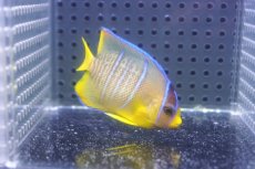 画像2: 【ウィンターセール 10％OFF対象商品】 【海水魚・ヤッコ】【通販】人工飼料OK♪ブルーエンゼル（SMサイズ）(個体販売）（±6cm） No.2（生体）(海水魚) (2)