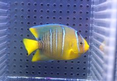 画像1: 【ウィンターセール 10％OFF対象商品】 【海水魚・ヤッコ】【通販】人工飼料OK♪ブルーエンゼル（SMサイズ）(個体販売）（±7cm） No.3（生体）(海水魚) (1)