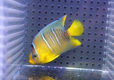 画像2: 【ウィンターセール 10％OFF対象商品】 【海水魚・ヤッコ】【通販】人工飼料OK♪ブルーエンゼル（SMサイズ）(個体販売）（±7cm） No.3（生体）(海水魚) (2)