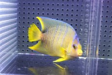 画像1: 【ウィンターセール 10％OFF対象商品】 【海水魚・ヤッコ】【通販】人工飼料OK♪ブルーエンゼル（Mサイズ）(個体販売）（±8cm） No.4（生体）(海水魚) (1)