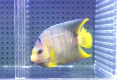 画像2: 【ウィンターセール 10％OFF対象商品】 【海水魚・ヤッコ】【通販】人工飼料OK♪ブルーエンゼル（Mサイズ）(個体販売）（±8cm） No.4（生体）(海水魚) (2)