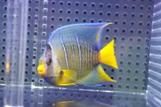 画像1: 【ウィンターセール 10％OFF対象商品】 【海水魚・ヤッコ】【通販】人工飼料OK♪Hyd.ブルーエンゼル（Mサイズ）(個体販売）（±8cm） No.5（生体）(海水魚) (1)