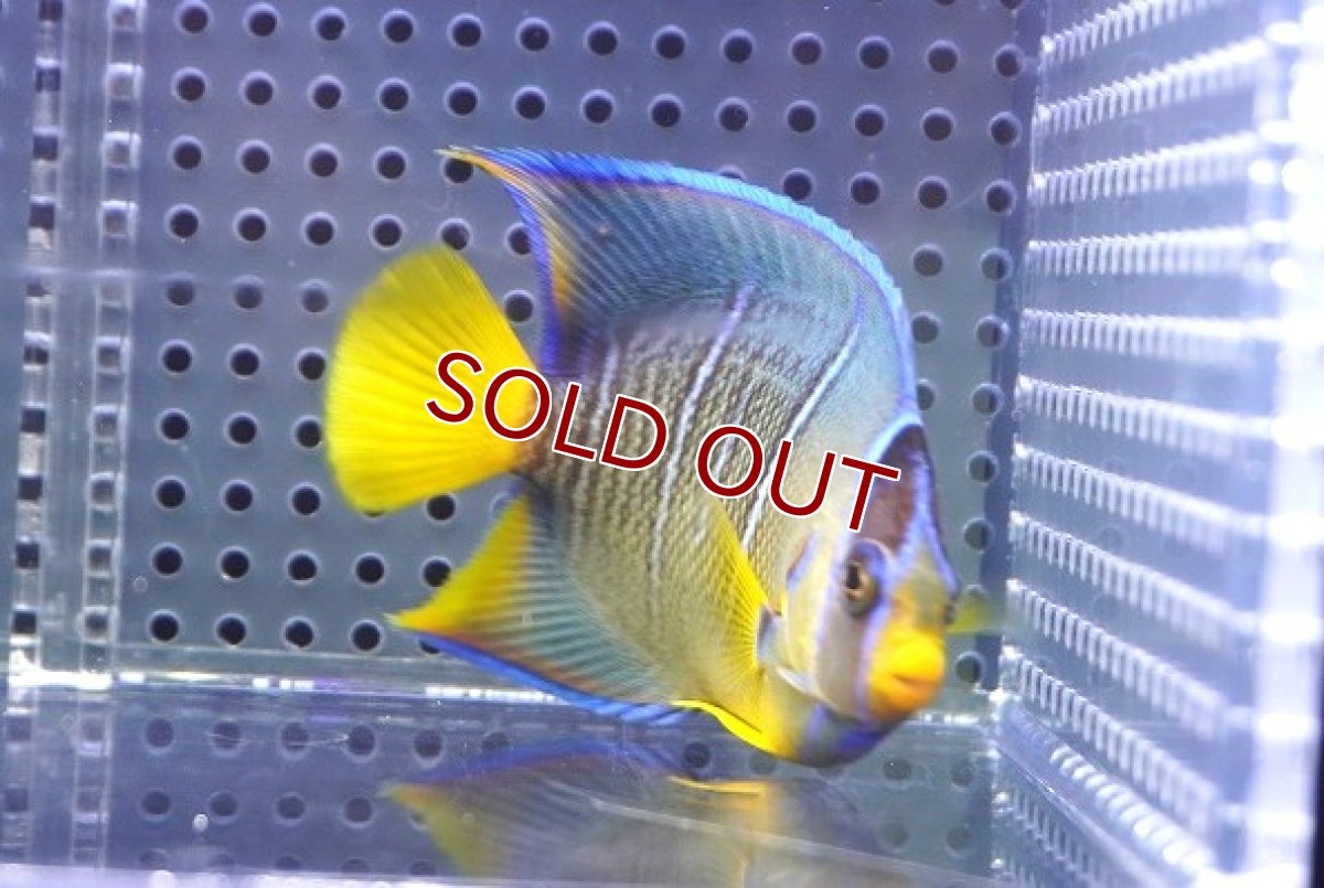 画像2: 【決算セール クーポンご利用で更に10％OFF対象商品】【海水魚・ヤッコ】【通販】人工飼料OK♪Hyd.ブルーエンゼル（Mサイズ）(個体販売）（±8cm） No.5（生体）(海水魚) (2)