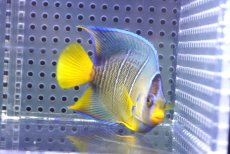 画像2: 【ウィンターセール 10％OFF対象商品】 【海水魚・ヤッコ】【通販】人工飼料OK♪Hyd.ブルーエンゼル（Mサイズ）(個体販売）（±8cm） No.5（生体）(海水魚) (2)