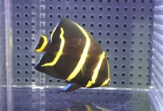 画像1: 【ウィンターセール 10％OFF対象商品】 【海水魚・ヤッコ】【通販】人工飼料OK♪グレーエンゼル（SMサイズ）(個体販売）（±7cm） No.1（生体）(海水魚) (1)