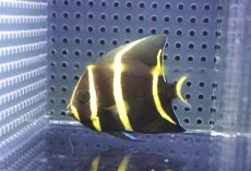 画像2: 【ウィンターセール 10％OFF対象商品】 【海水魚・ヤッコ】【通販】人工飼料OK♪グレーエンゼル（SMサイズ）(個体販売）（±7cm） No.1（生体）(海水魚) (2)