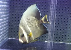 画像1: 【ウィンターセール 10％OFF対象商品】 【海水魚・ヤッコ】【通販】人工飼料OK♪グレーエンゼル（Mサイズ）(個体販売）（±10cm） No.2（生体）(海水魚) (1)