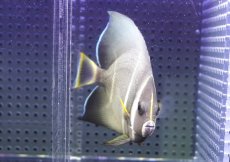 画像2: 【ウィンターセール 10％OFF対象商品】 【海水魚・ヤッコ】【通販】人工飼料OK♪グレーエンゼル（Mサイズ）(個体販売）（±10cm） No.2（生体）(海水魚) (2)