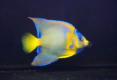 画像1: 【ウィンターセール 10％OFF対象商品】 【海水魚・ヤッコ】【通販】人工飼料OK♪カリブクイーンエンゼル（MLサイズ）(個体販売）（±11-12cm） No.1（生体）(海水魚) (1)