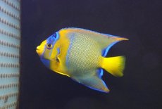 画像2: 【ウィンターセール 10％OFF対象商品】 【海水魚・ヤッコ】【通販】人工飼料OK♪カリブクイーンエンゼル（MLサイズ）(個体販売）（±11-12cm） No.1（生体）(海水魚) (2)
