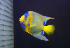 画像3: 【ウィンターセール 10％OFF対象商品】 【海水魚・ヤッコ】【通販】人工飼料OK♪カリブクイーンエンゼル（MLサイズ）(個体販売）（±11-12cm） No.1（生体）(海水魚) (3)