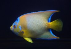 画像1: 【ウィンターセール 10％OFF対象商品】 【海水魚・ヤッコ】【通販】人工飼料OK♪カリブクイーンエンゼル（Lサイズ）(個体販売）（±14-15cm） No.2（生体）(海水魚) (1)
