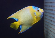 画像2: 【ウィンターセール 10％OFF対象商品】 【海水魚・ヤッコ】【通販】人工飼料OK♪カリブクイーンエンゼル（Lサイズ）(個体販売）（±14-15cm） No.2（生体）(海水魚) (2)